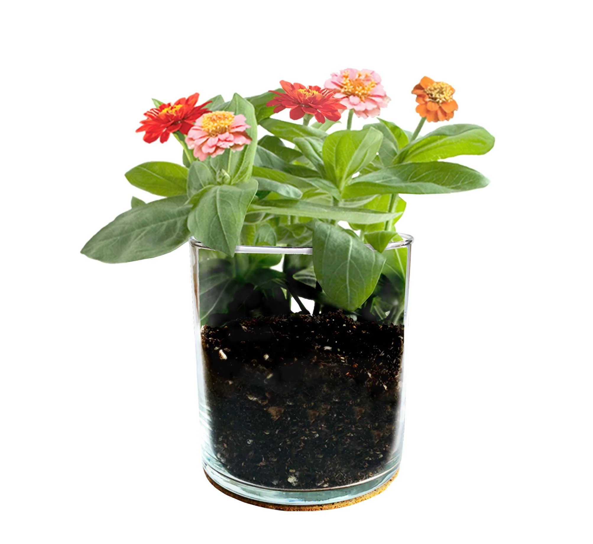 Mom Flower Garden | Mixed Zinnia - Image 2