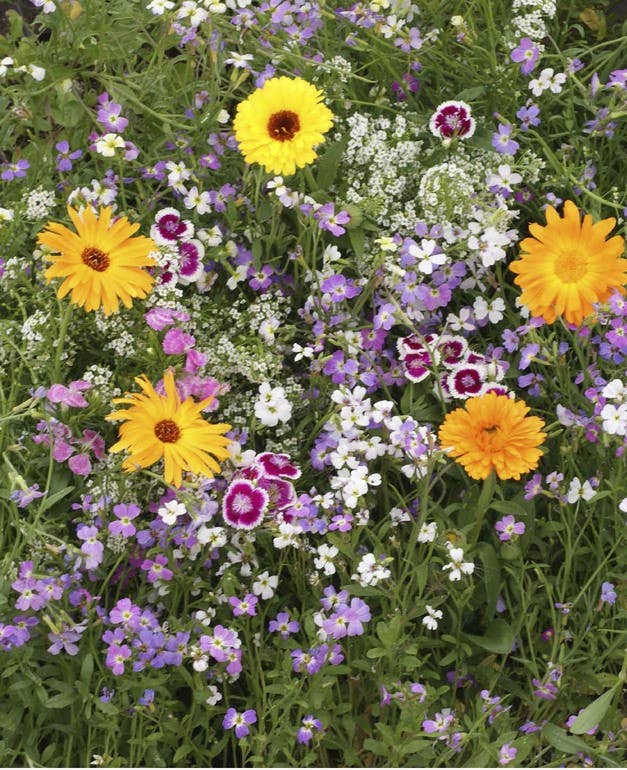 Scatter Garden | Fragrant Flower - Image 2