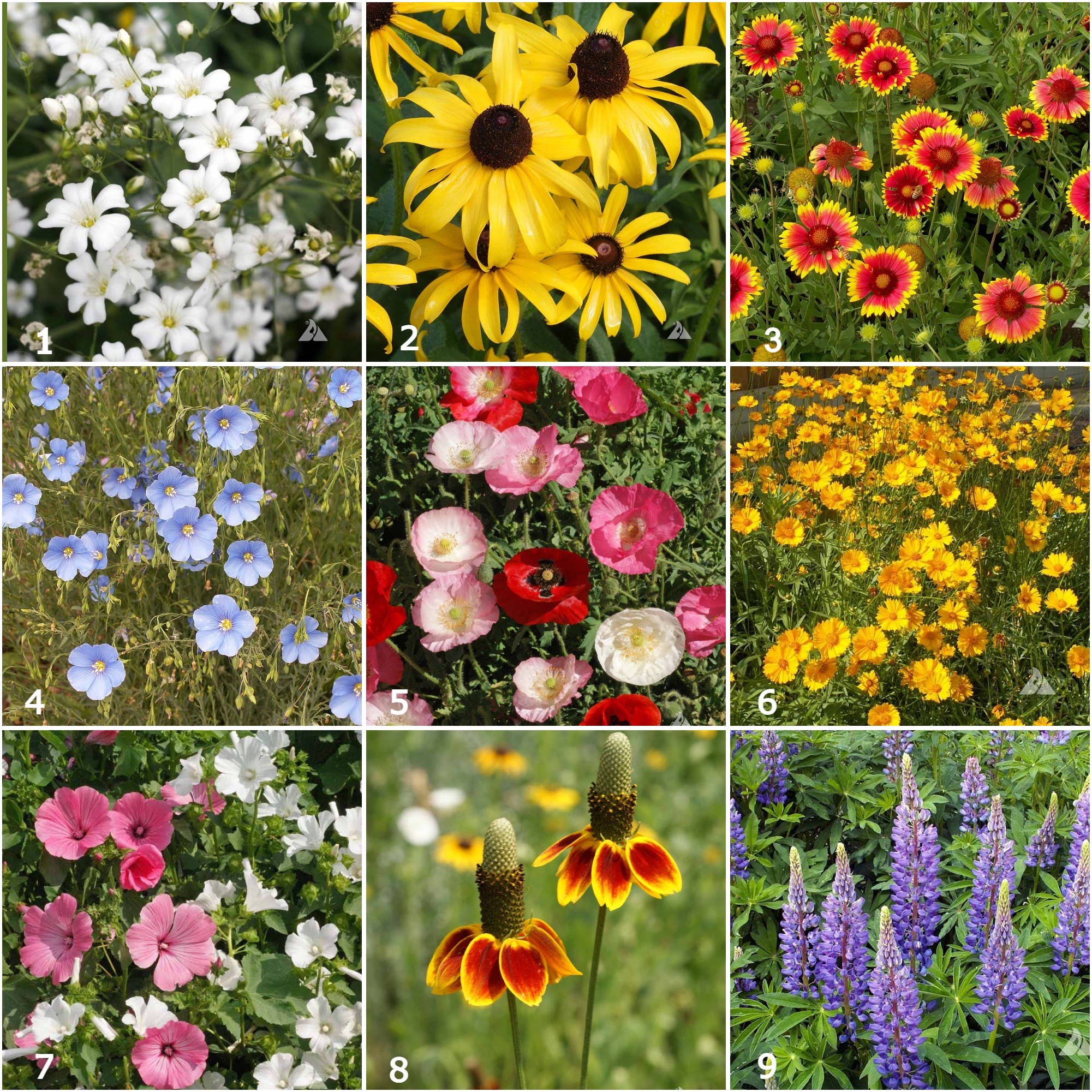 Scatter Garden | Wildflower - Image 2