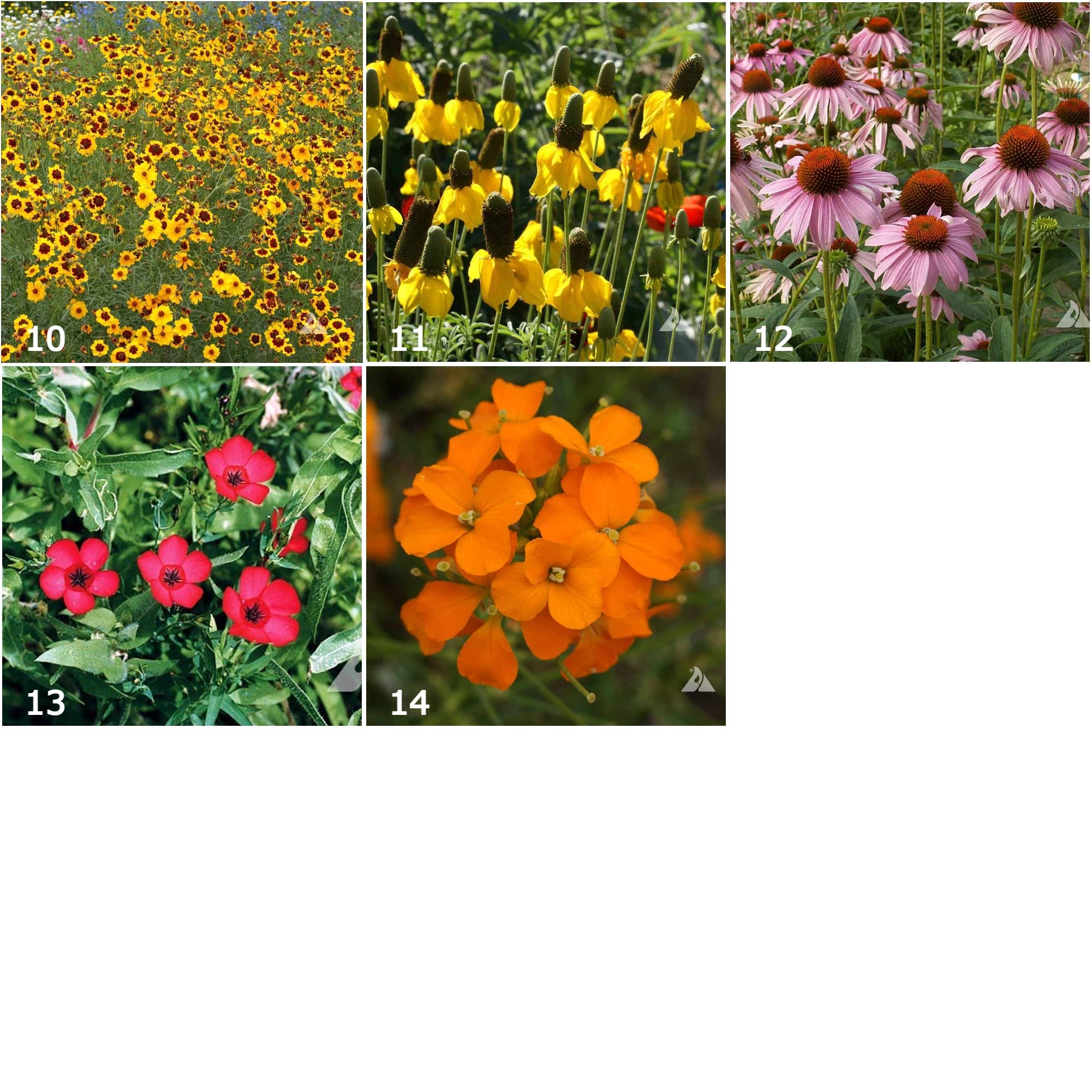 Scatter Garden | Wildflower - Image 3